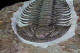 Early Cambrian Psedosaukianda Trilobite - Morocco #66931-2